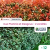Duo De Lauriers Rouge Et Argent - 2 Variétés - Lot De 12 Plants En Pot De 4 L -VIDAXL Soldes Magasin 6495d6c5777d96.06536186