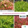 Kit Haie Basse Persistante - 4 Variétés - Lot De 4 Plants En Godet 1 Kit Haie Basse Persistante - 4 Variétés - Lot De 4 Plants En Godet -VIDAXL Soldes Magasin 6495d6c64a2bf3.25586447