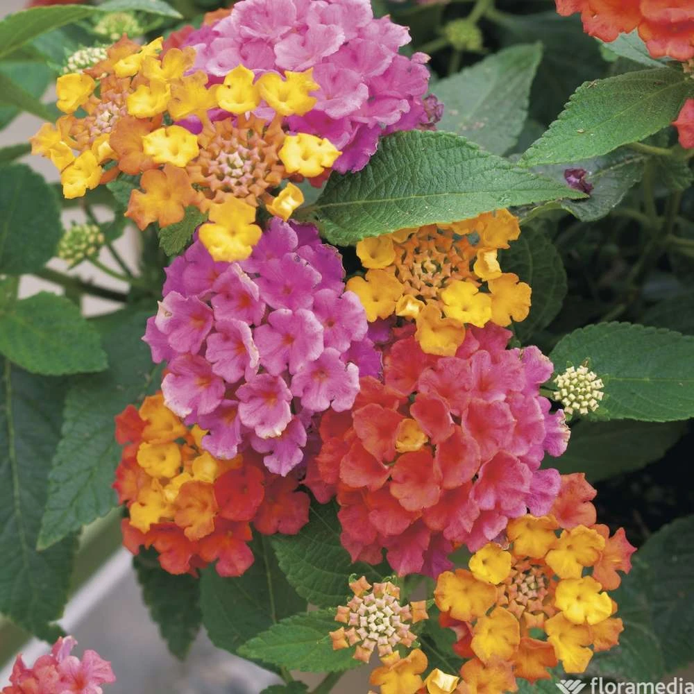 Lantana Camara : C5L 4 Lantana Camara : C5L – Image 2