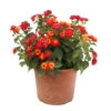 Lantana Camara : C5L -VIDAXL Soldes Magasin 724980 2115432