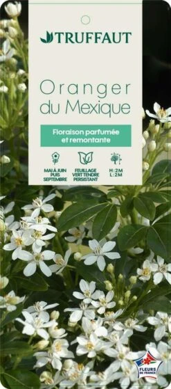 Choisya Ternata: C 5L -VIDAXL Soldes Magasin 797537 005