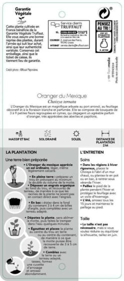 Choisya Ternata: C 5L -VIDAXL Soldes Magasin 797537 006