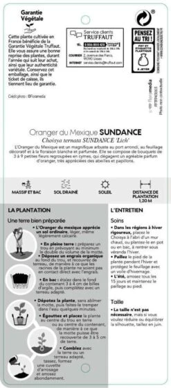 Choisya Ternata Sundance : H30/40cm C 5L -VIDAXL Soldes Magasin 797540 004