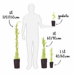 Chèvrefeuille De Tellmann - Lonicera Tellmaniana 3l -VIDAXL Soldes Magasin 7f8a3d913a56a87f
