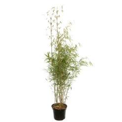 VIDAXL Soldes Magasin 12 Bambou Non-traçant Fargesia Robusta 'Campbell': Pot De 12 Litres