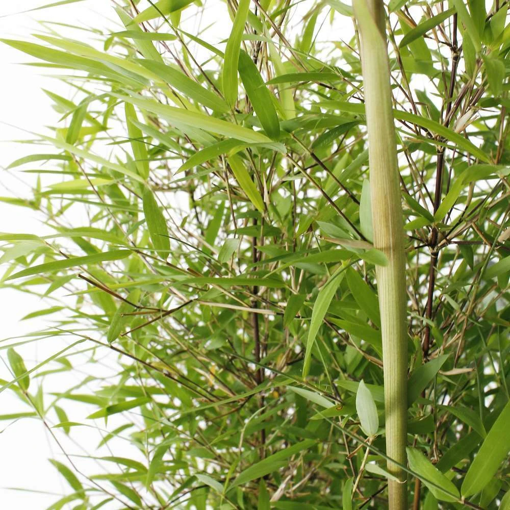 Bambou Non-traçant Fargesia Angustissima: Pot De 5 Litres 5 Bambou Non-traçant Fargesia Angustissima: Pot De 5 Litres – Image 3