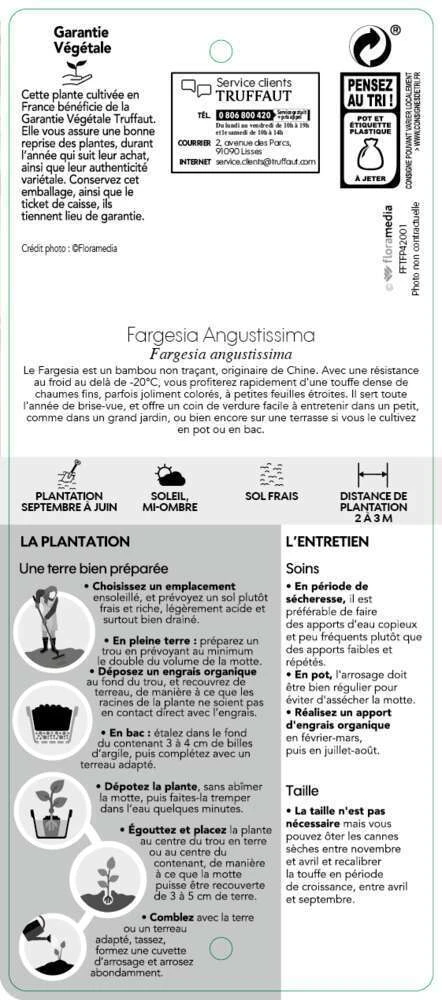 Bambou Non-traçant Fargesia Angustissima: Pot De 5 Litres 7 Bambou Non-traçant Fargesia Angustissima: Pot De 5 Litres – Image 5
