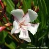 Nerium Oleander Harriet Newding' Pot 5L 1 Nerium Oleander Harriet Newding' Pot 5L -VIDAXL Soldes Magasin 827681 001