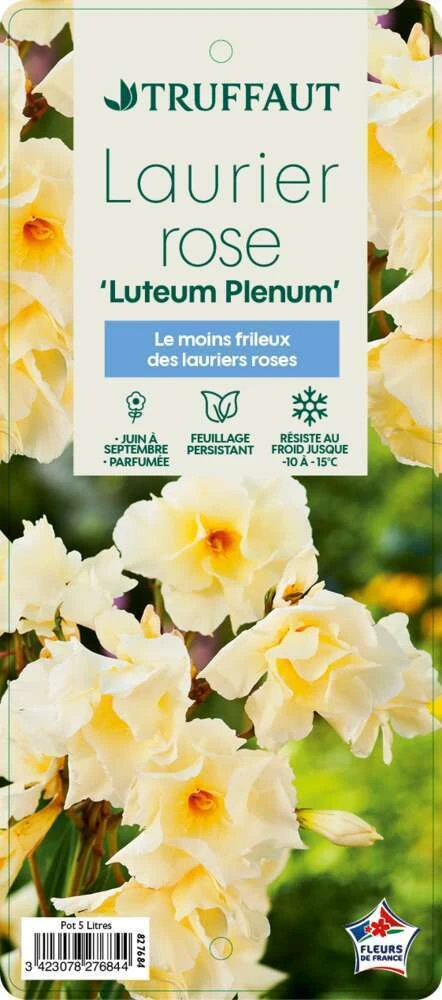 Nerium Oleander Luteum Plenum' Pot 5L 4 Nerium Oleander Luteum Plenum' Pot 5L – Image 2