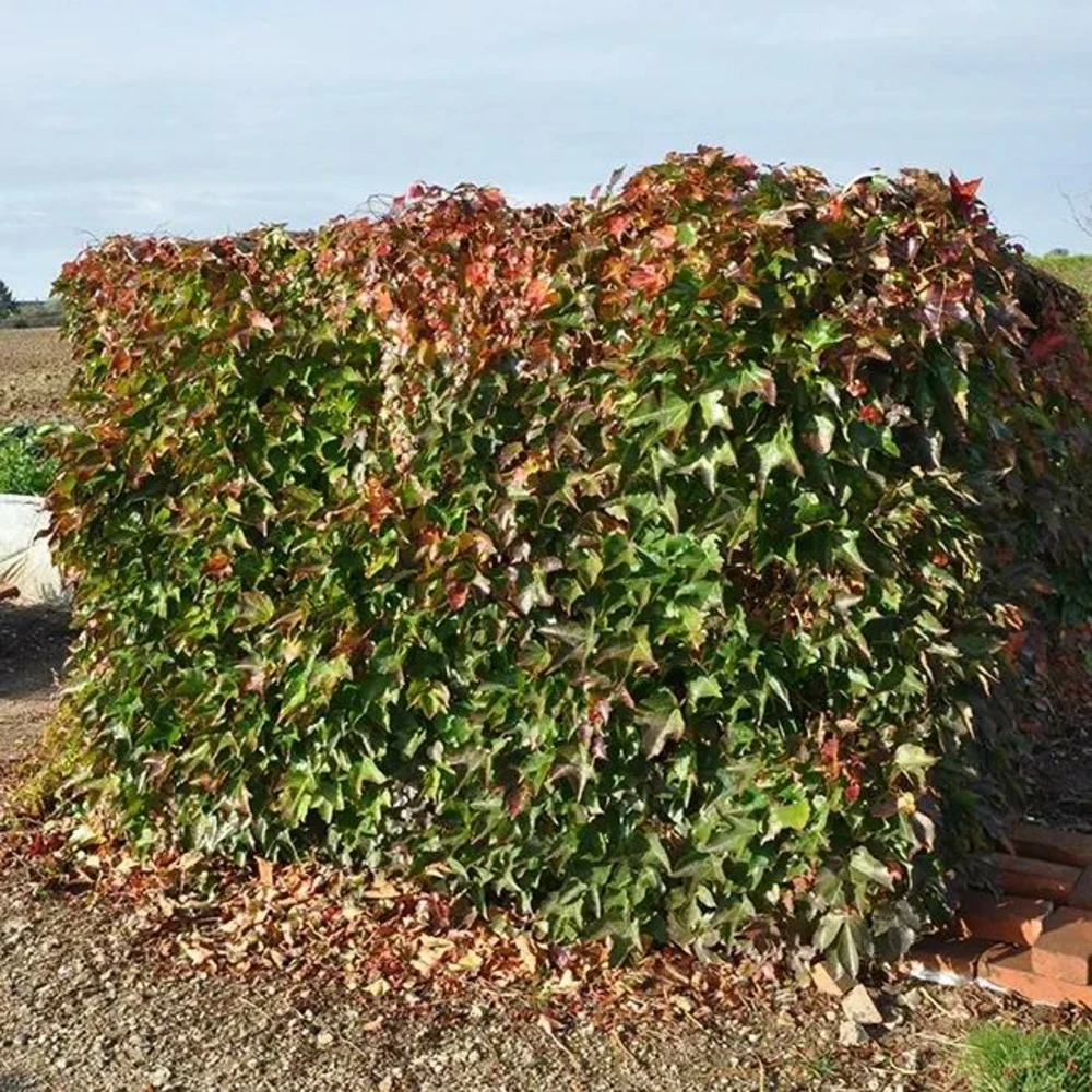 Vigne Vierge à Petites Feuilles 'minutifolia' - Parthenocissus Tricuspidata 3l 4 Vigne Vierge à Petites Feuilles 'minutifolia' - Parthenocissus Tricuspidata 3l – Image 2