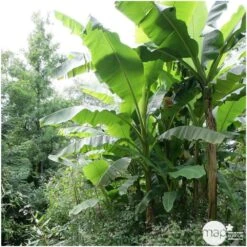 Musa Basjoo : C15L -VIDAXL Soldes Magasin 828724 002