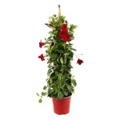 VIDAXL Soldes Magasin 8 Dipladenia Hybride, H90cm, Pot D19cm