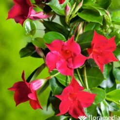 VIDAXL Soldes Magasin -VIDAXL Soldes Magasin 828910 1695664