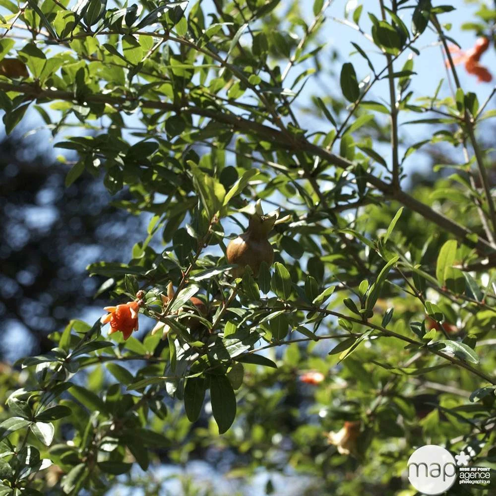 Punica Granatum Pot 45L, 18/20. 4 Punica Granatum Pot 45L, 18/20. – Image 2