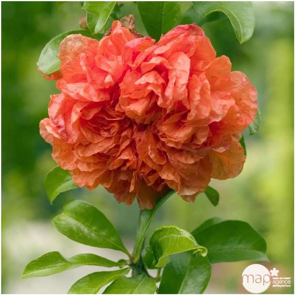 Punica Granatum Pot 45L, 18/20. 5 Punica Granatum Pot 45L, 18/20. – Image 3