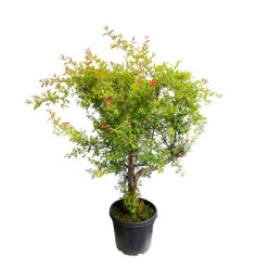 Punica Granatum Pot 45L, 18/20. 9 Punica Granatum Pot 45L, 18/20. -VIDAXL Soldes Magasin 840073 1433746