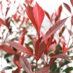Photinia "Carré Rouge" Pot 10L 1/125 -VIDAXL Soldes Magasin 872227 001