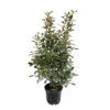 Photinia "Carré Rouge" Pot 10L 1/125 -VIDAXL Soldes Magasin 872227 1329871