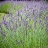 Lavandula 'phenomenal' : Pot 5L -VIDAXL Soldes Magasin 873199 001