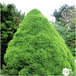 Sapinette Blanche (Picea Glauca) 'Conica' 50/60 : Pot 5L -VIDAXL Soldes Magasin 933105 002