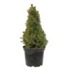 Sapinette Blanche (Picea Glauca) 'Conica' 50/60 : Pot 5L 1 Sapinette Blanche (Picea Glauca) 'Conica' 50/60 : Pot 5L -VIDAXL Soldes Magasin 933105 2053495