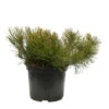 Pinus Mugo Pumilio H30/40cm : Pot 3L -VIDAXL Soldes Magasin 933116 2053501