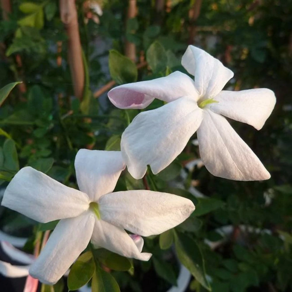 Jasmin De Grasse' - Jasminum Grandiflorum 3l 6 Jasmin De Grasse' - Jasminum Grandiflorum 3l – Image 4