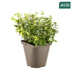 Euonymus Fortunei 'Emerald'n Gold : Pot 3L -VIDAXL Soldes Magasin 954301 001