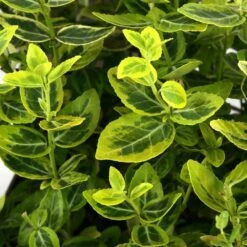 Euonymus Fortunei 'Emerald'n Gold : Pot 3L -VIDAXL Soldes Magasin 954301 002