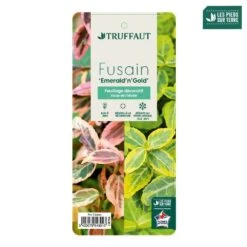 Euonymus Fortunei 'Emerald'n Gold : Pot 3L -VIDAXL Soldes Magasin 954301 003