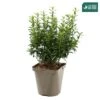 Euonymus Japonicus 'Mycrophyllus' : Pot 3L 2 Euonymus Japonicus 'Mycrophyllus' : Pot 3L -VIDAXL Soldes Magasin 954309 001