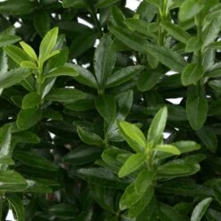 Euonymus Japonicus 'Mycrophyllus' : Pot 3L -VIDAXL Soldes Magasin 954309 002