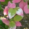 Actinidia Kolomikta - Actinidia Kolomikta 3l -VIDAXL Soldes Magasin bc87ba047bcb9525