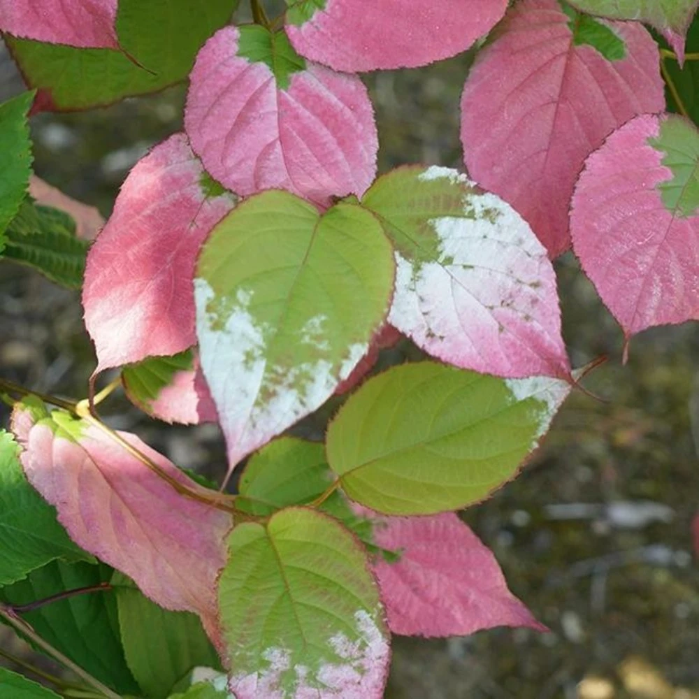 Actinidia Kolomikta - Actinidia Kolomikta 3l 3 Actinidia Kolomikta - Actinidia Kolomikta 3l