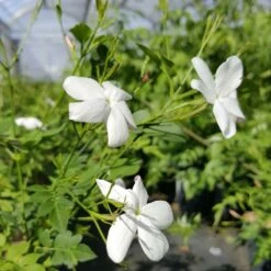 Jasmin De Grasse' - Jasminum Grandiflorum 3l 9 Jasmin De Grasse' - Jasminum Grandiflorum 3l -VIDAXL Soldes Magasin db74d1bfad2ddd70