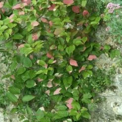 Actinidia Kolomikta - Actinidia Kolomikta 3l 7 Actinidia Kolomikta - Actinidia Kolomikta 3l -VIDAXL Soldes Magasin e80ca545c0eec709