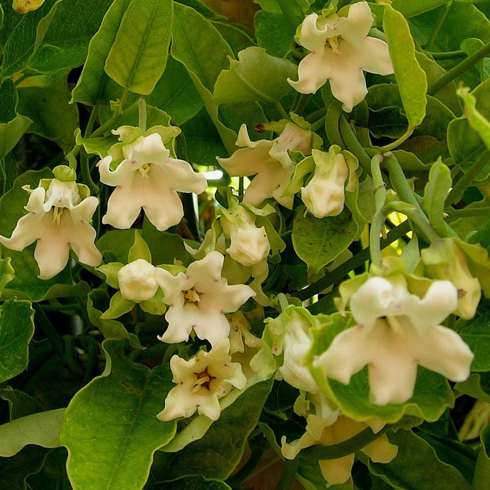 VIDAXL Soldes Magasin 6 VIDAXL Soldes Magasin -VIDAXL Soldes Magasin 63f4d751cf3a42.33287883