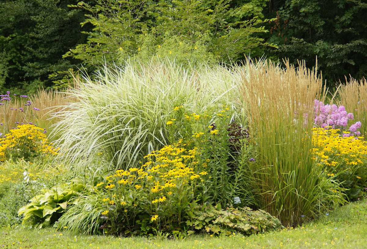 VIDAXL Soldes Magasin -VIDAXL Soldes Magasin Massif plante vivace incontournable