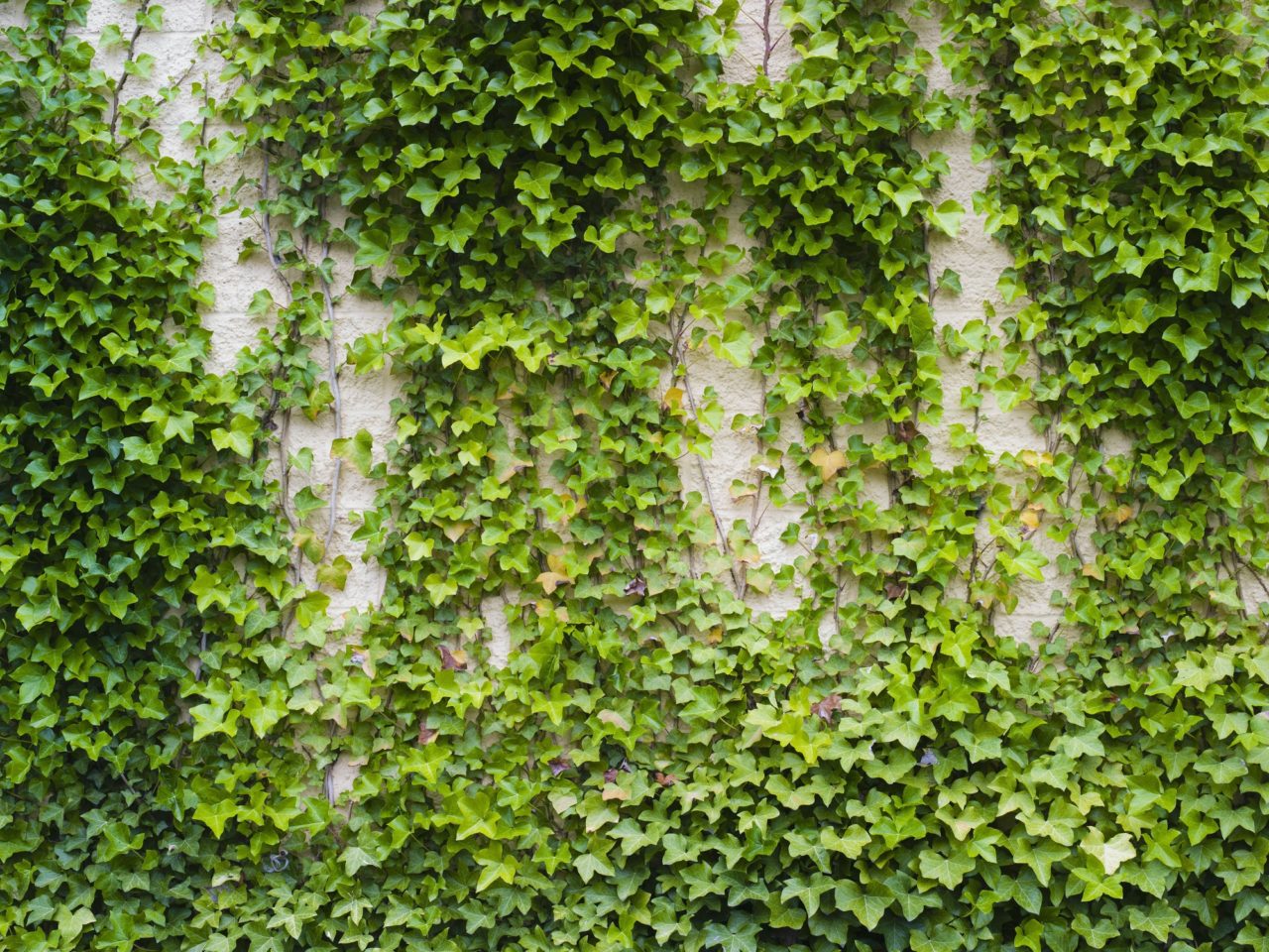 VIDAXL Soldes Magasin -VIDAXL Soldes Magasin ivy growing a lush plant on a brick wall 1280x960 1